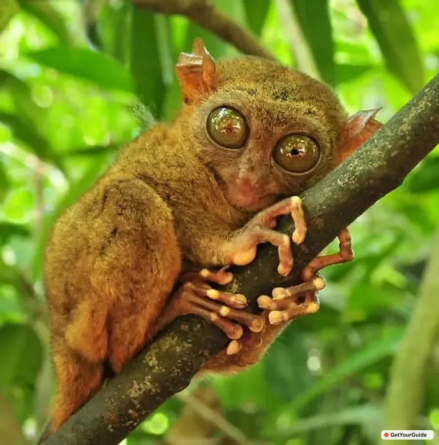 Cebu to Bohol Island Highlights in One Day 1