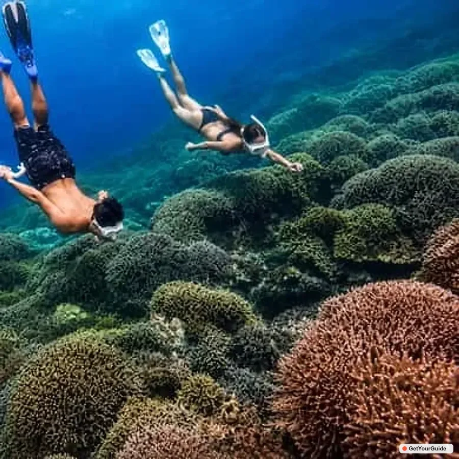 Cebu Whale Sharks, Sumilon & Pescador Island Tour 1
