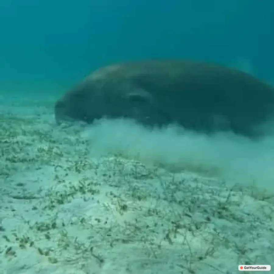 Dugong Watching Tour with Snorkeling