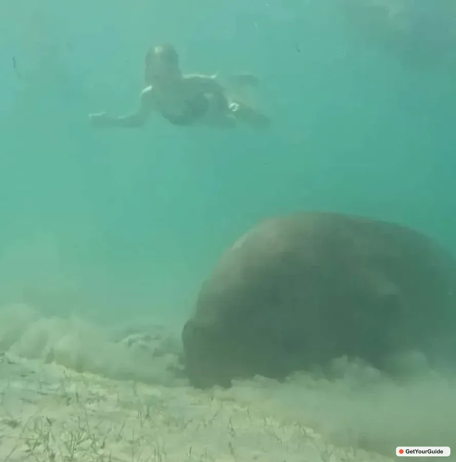 Dugong Watching Tour with Snorkeling