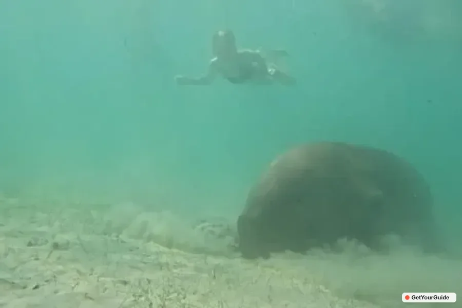Dugong Watching Tour with Snorkeling