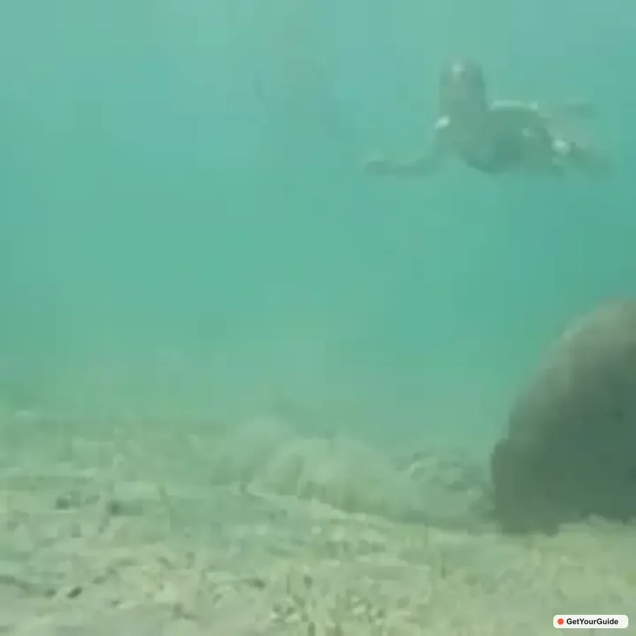 Dugong Watching Tour with Snorkeling
