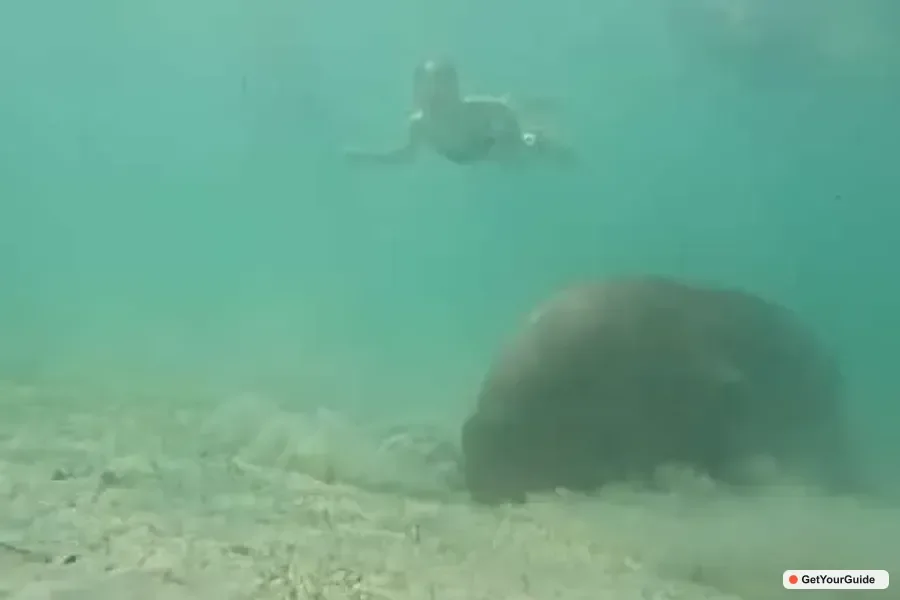 Dugong Watching Tour with Snorkeling
