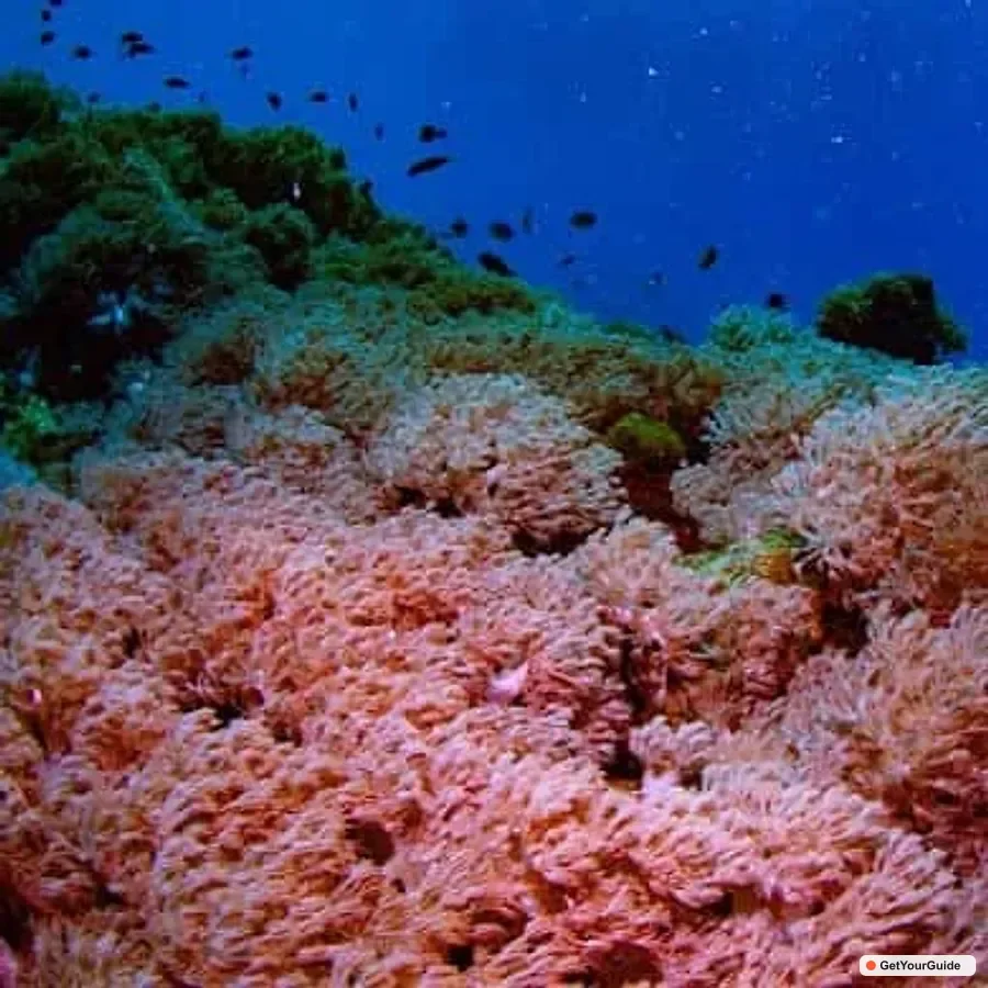 El Nido Discover Scuba Diving with Manta Rays