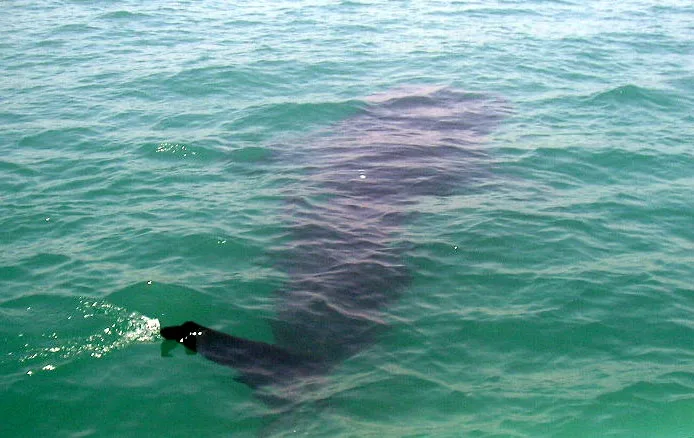 Donsol Travel Guide 2026 — Whale Shark Swimming in Sorsogon