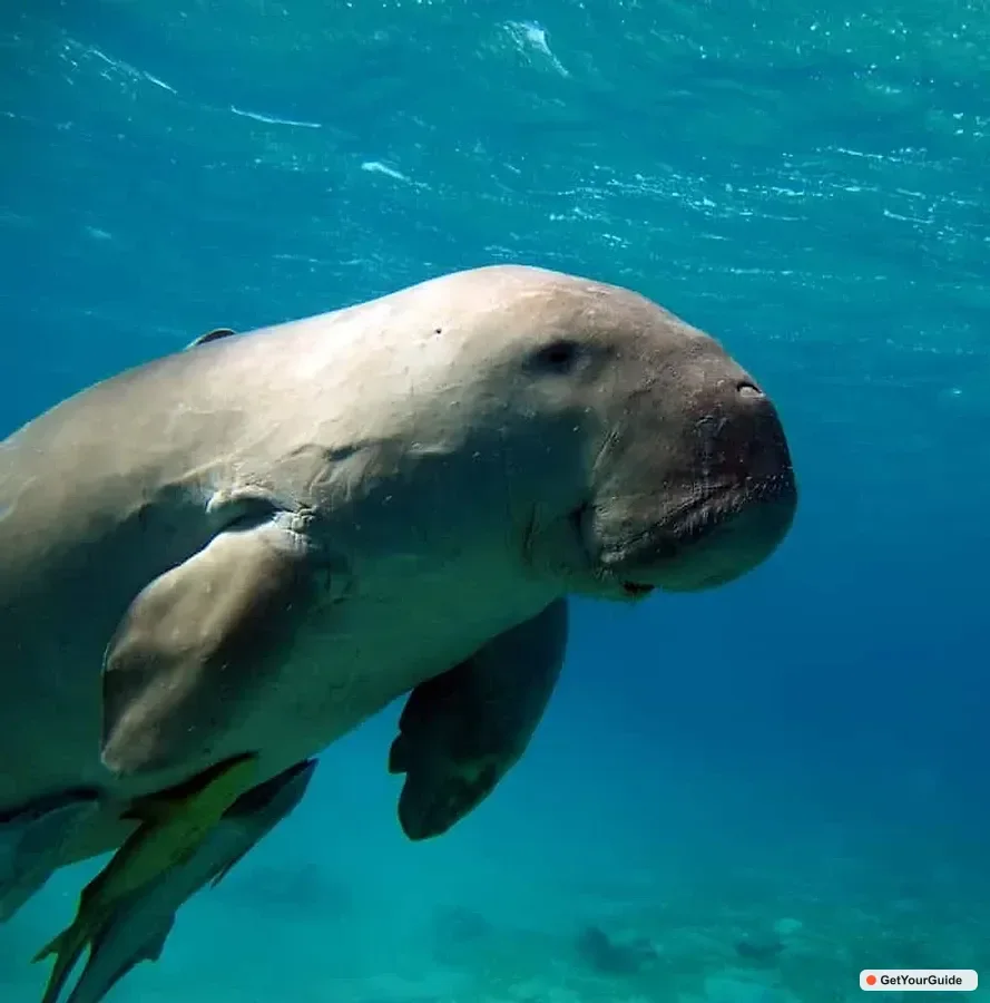Coron Dugong Watching & Snorkeling Tour