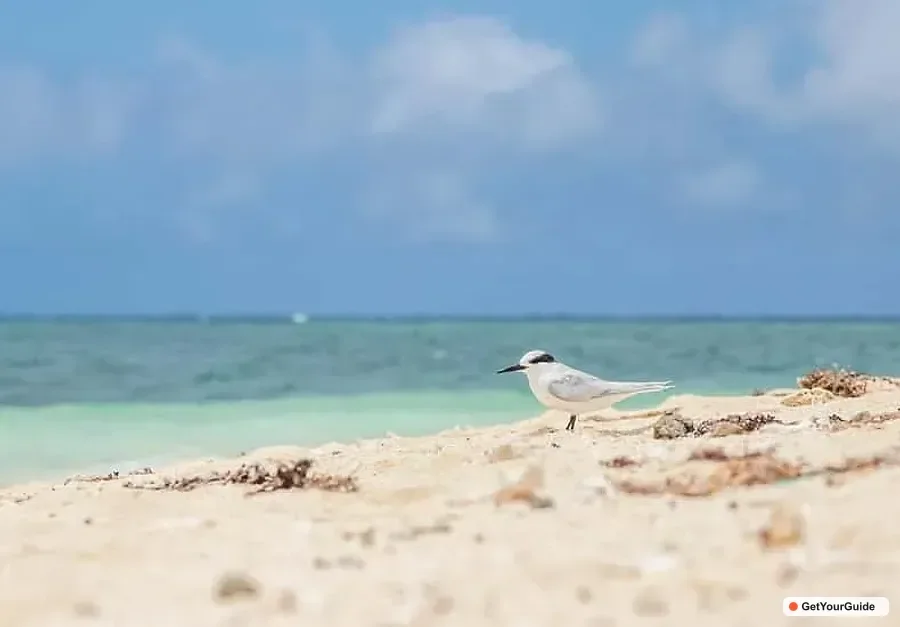 Mangrove Tour, Sandbar, and Hidden Beach Day Trip