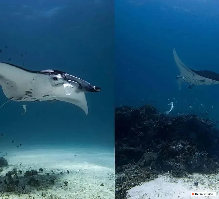 Manta Ray Diving Experience in Sibaltan