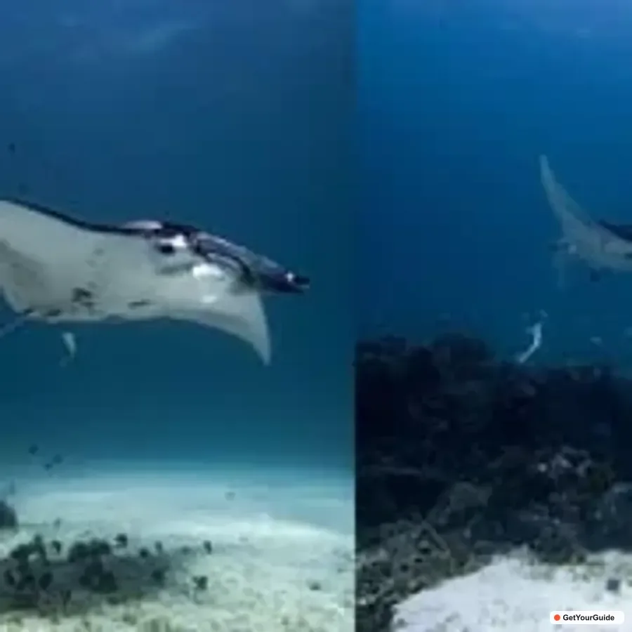 Manta Ray Diving Experience in Sibaltan