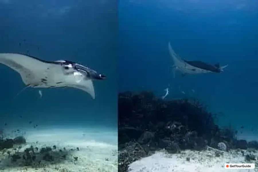 Manta Ray Diving Experience in Sibaltan