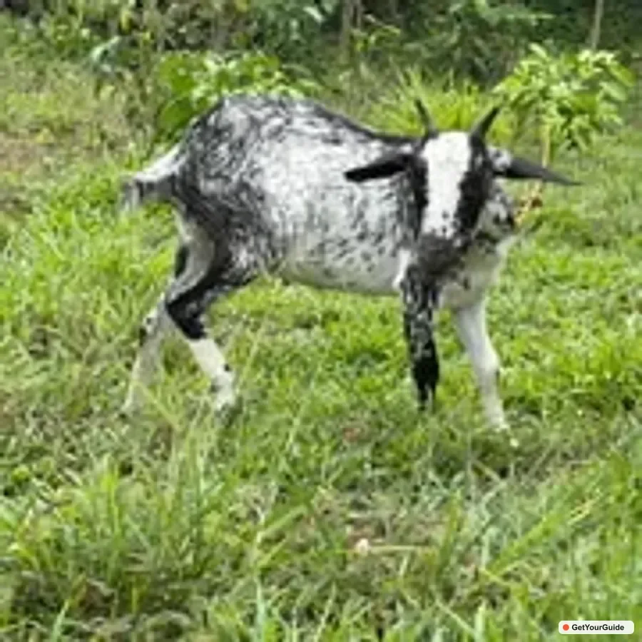 , Sibaltan: Local Organic Farm Tour & Product Tasting