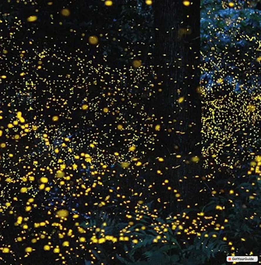 Iwahig Firefly Watching Tour, Puerto Princesa 1