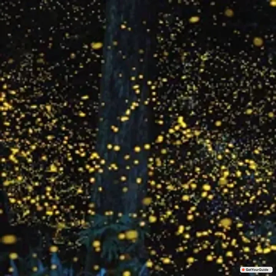 Iwahig Firefly Watching Tour| Puerto Princesa