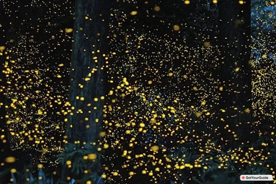 Iwahig Firefly Watching Tour| Puerto Princesa