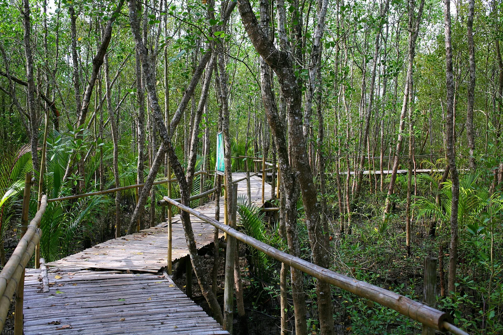 Kalibo Bakhawan Mangrove Ecopark, Philippines