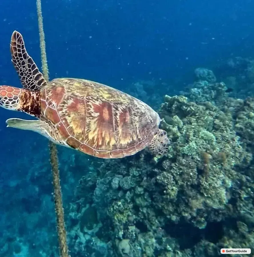 Kawasan Canyoneering, Sardine Run & Turtle Chase