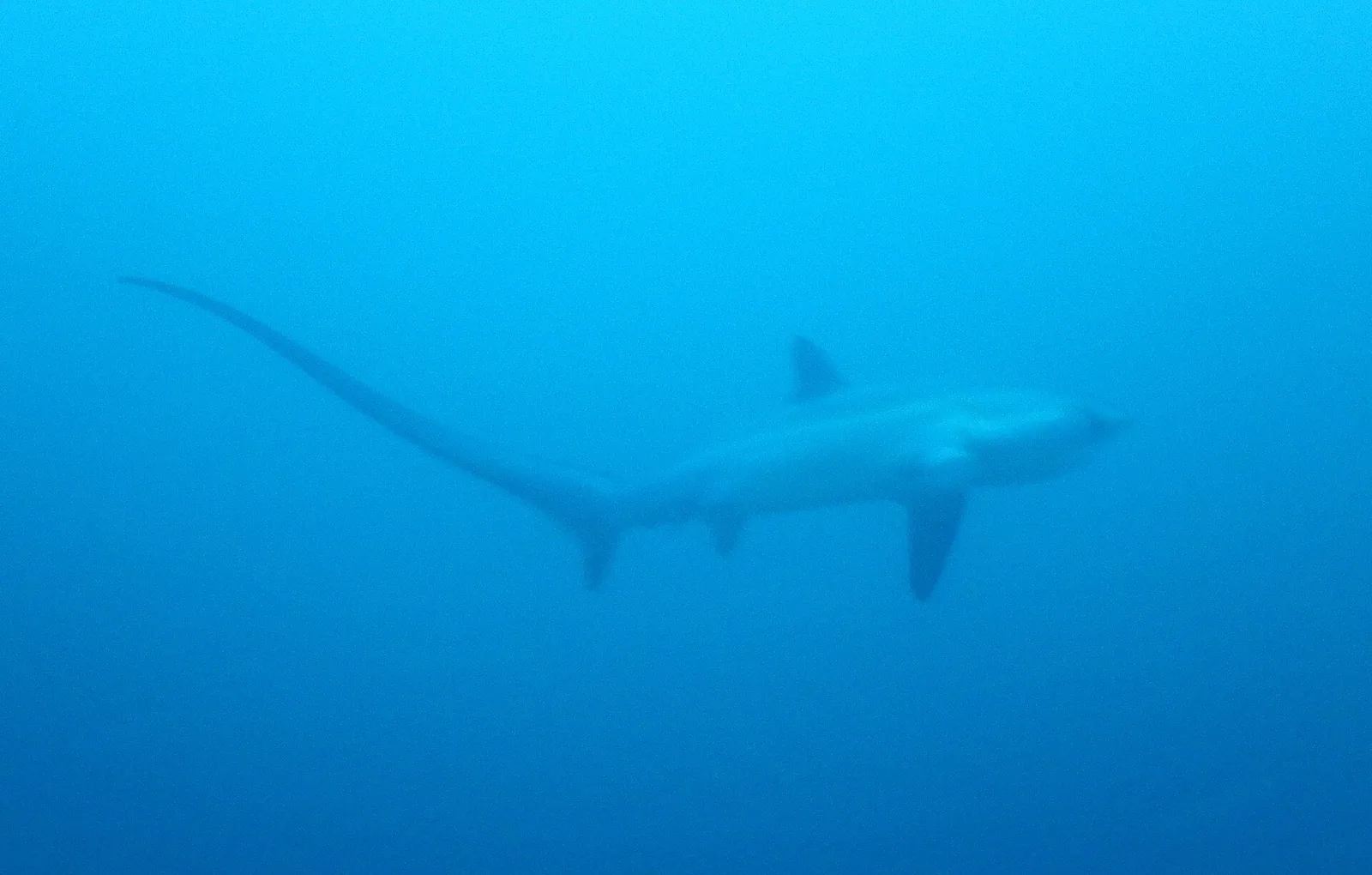 Malapascua Thresher Shark Diving, Philippines