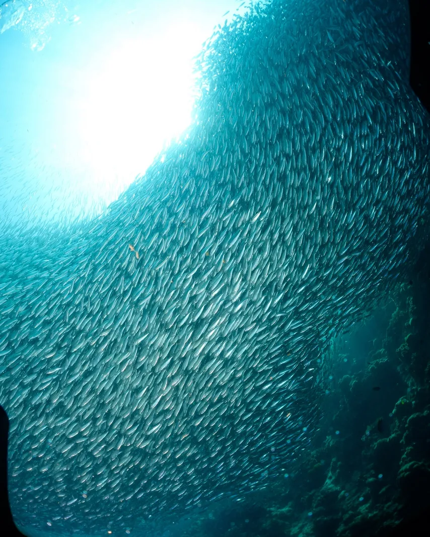 Moalboal Island Hopping with Pescador Island & Sardine Run