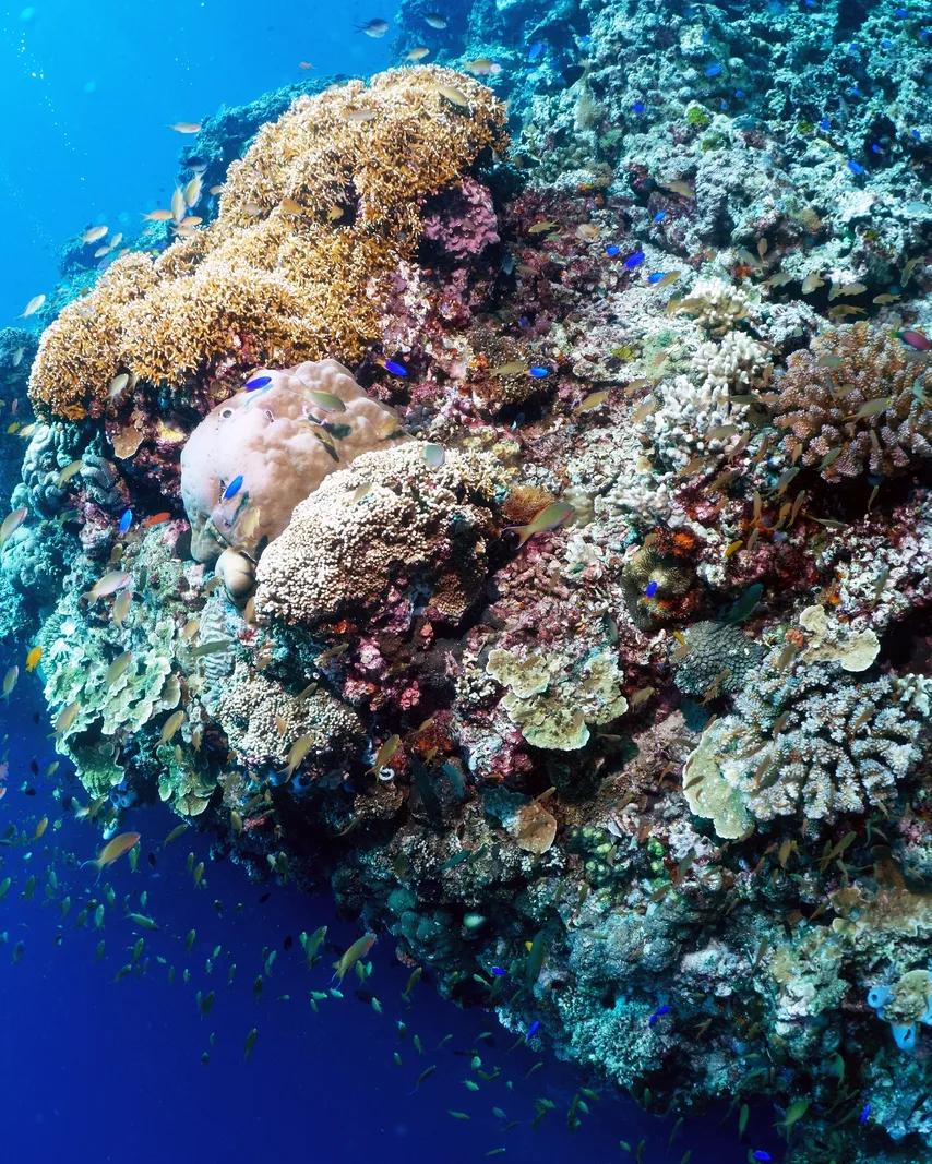Moalboal Island Hopping with Pescador Island & Sardine Run