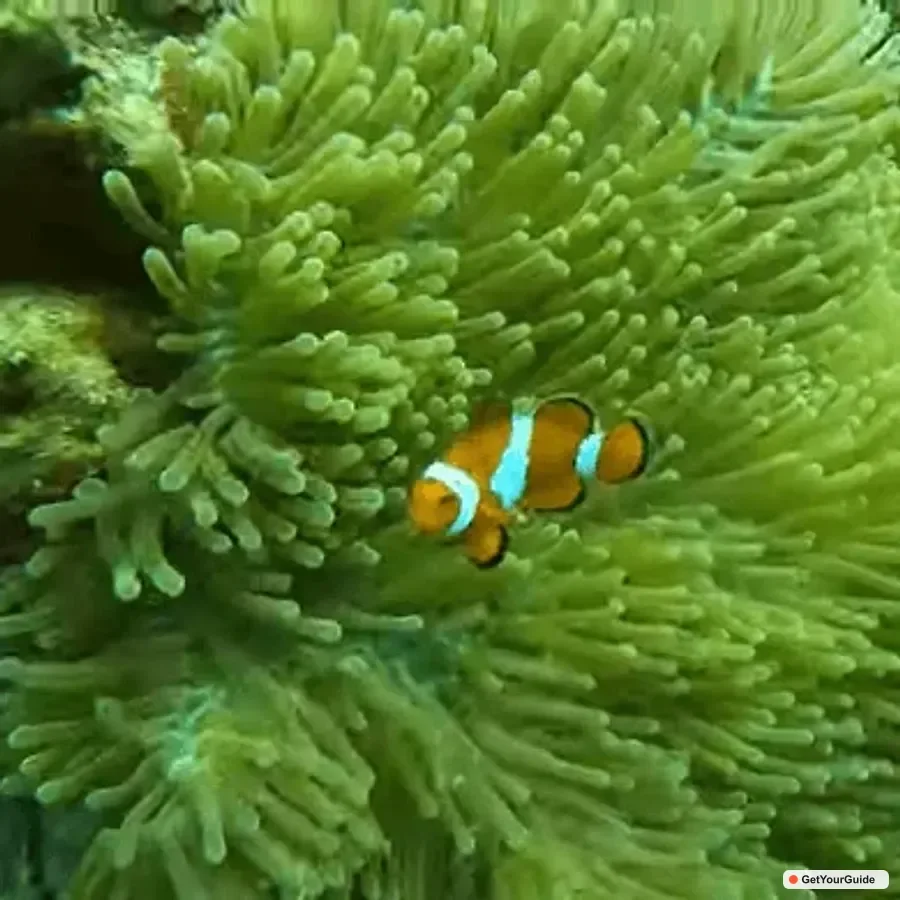 Pescador Island and reef wall near Moalboal