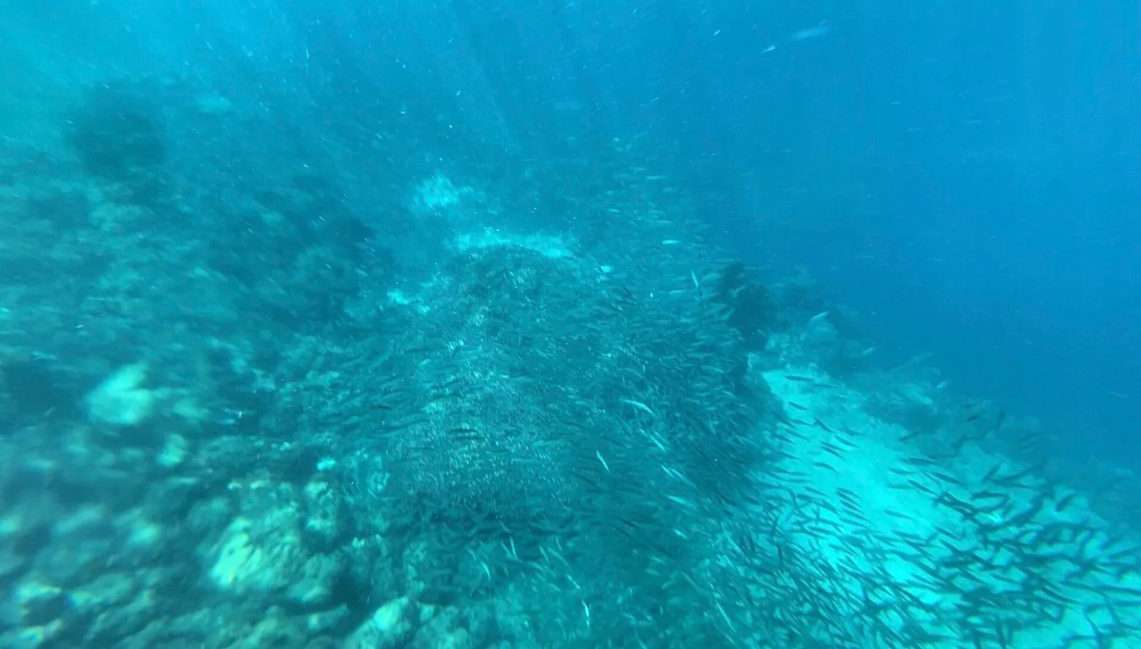 Moalboal Sardine Run Snorkel and Kawasan Canyoneering 1