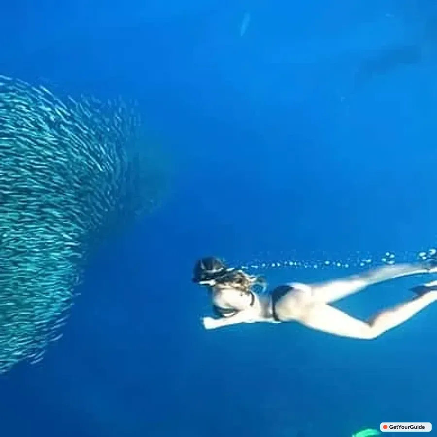 Moalboal Sardines Run Snorkel & Kawasan Canyoneering