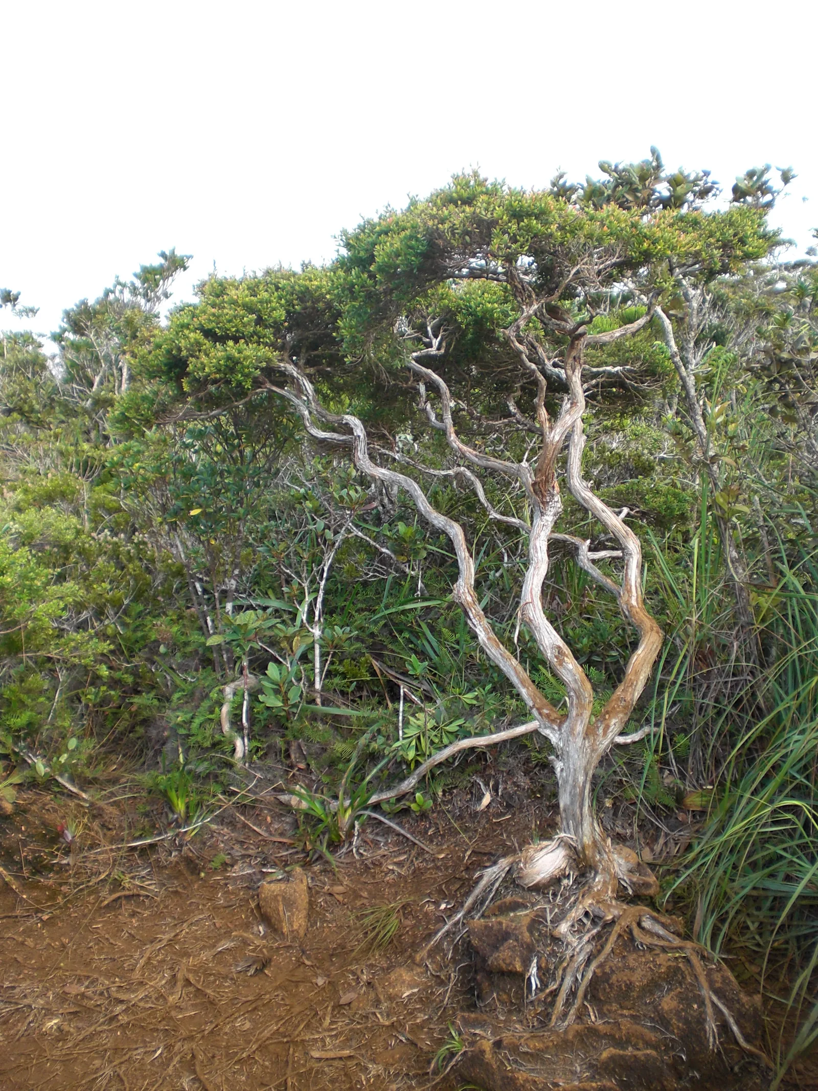 Mount Hamiguitan Davao Oriental Bonsai, Philippines