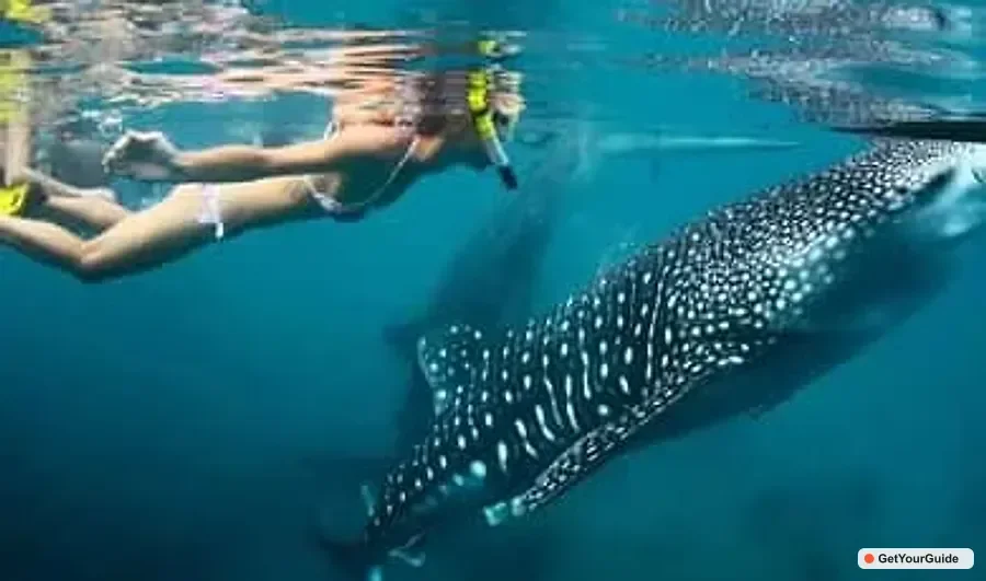 Oslob Whale Shark, Sumilon Sandbar and Inambakan Falls 1