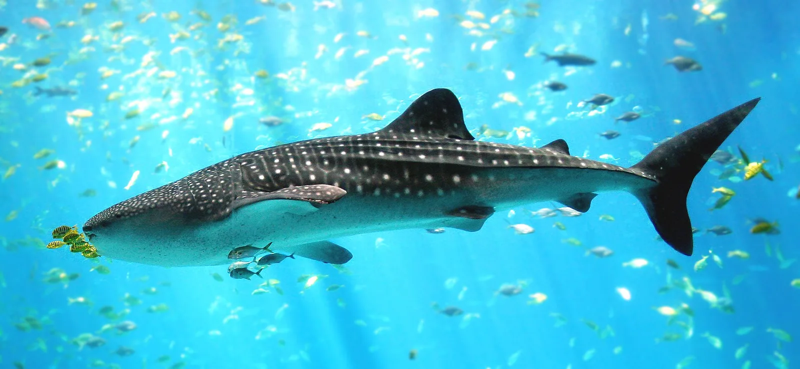 Oslob Whale Shark Watching from Dalaguete