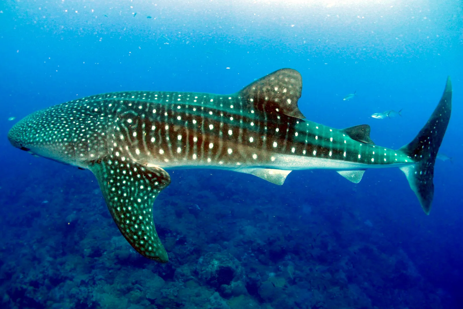 Oslob Whale Shark Watching Private Tour