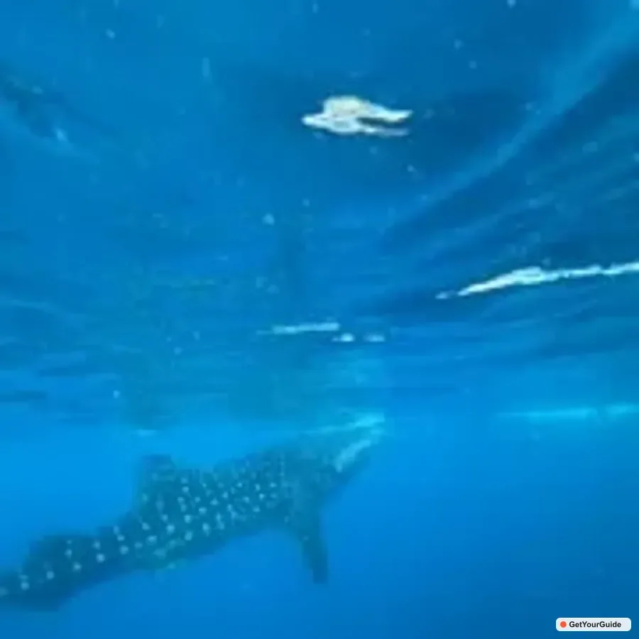 Oslob Whale Sharks, Moalboal Sardine Run and Turtles Tour 1