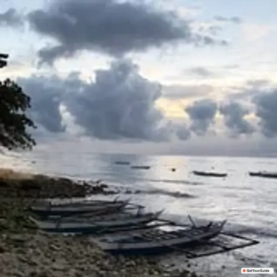 Oslob Whale Sharks, Moalboal Sardine Run & Turtles
