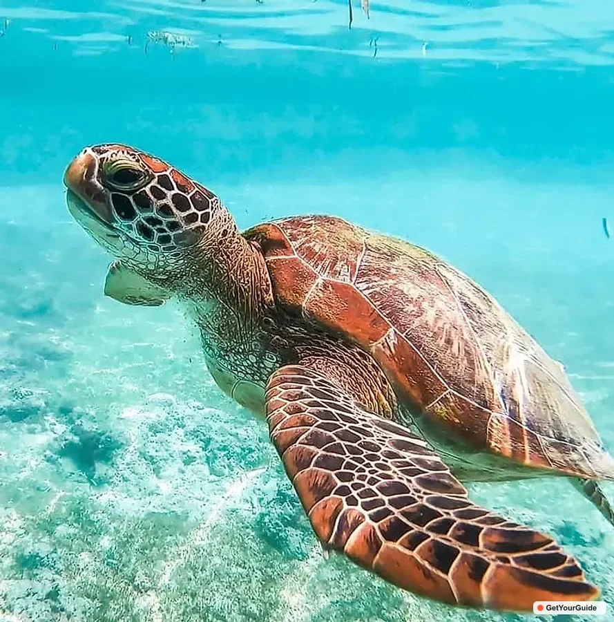 Whale Sharks, Monkey Sanctuary & Moalboal Sardines