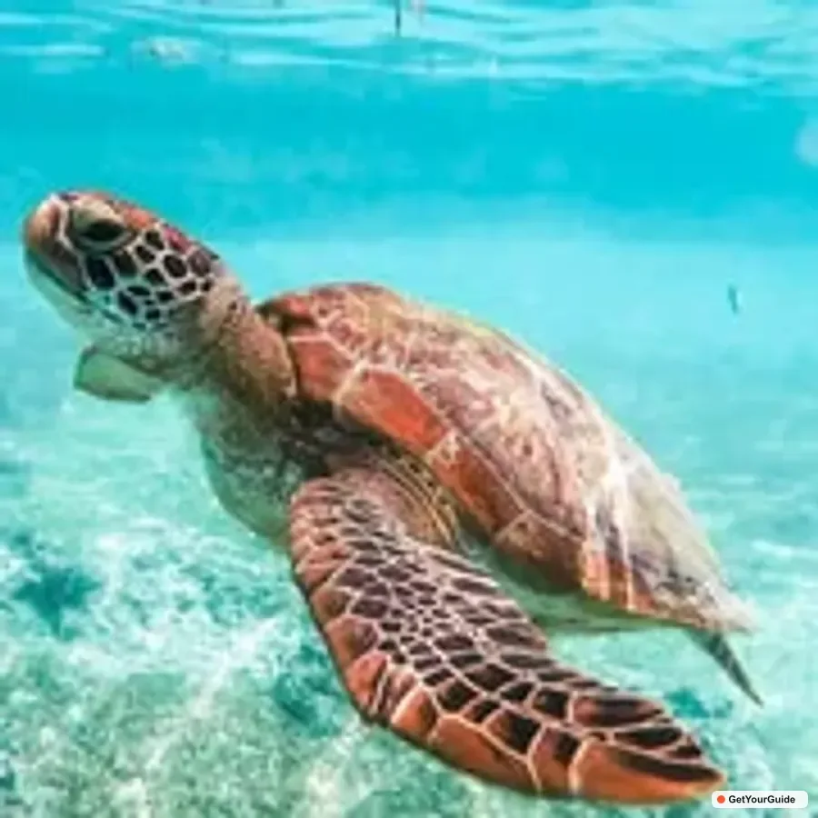 Whale Sharks, Monkey Sanctuary & Moalboal Sardines