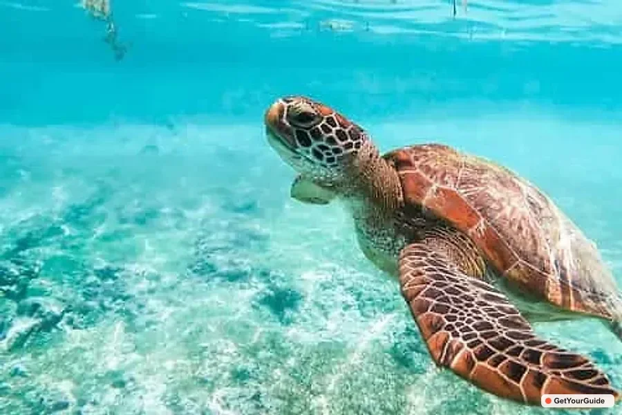 Whale Sharks, Monkey Sanctuary & Moalboal Sardines