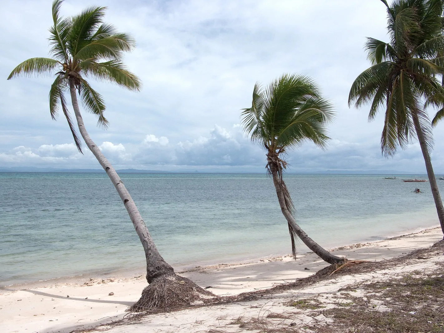 Oslob Whale Sharks, Tumalog Falls & Moalboal Sardines