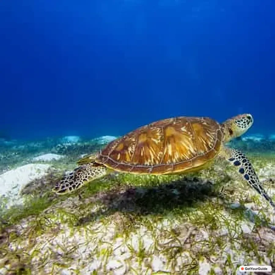 Pamilacan Island Dolphins, Snorkel, Lunch and Walking Tour 1