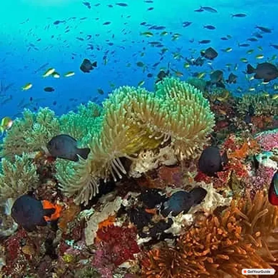 Balicasag Island Hopping & Dolphin Watching
