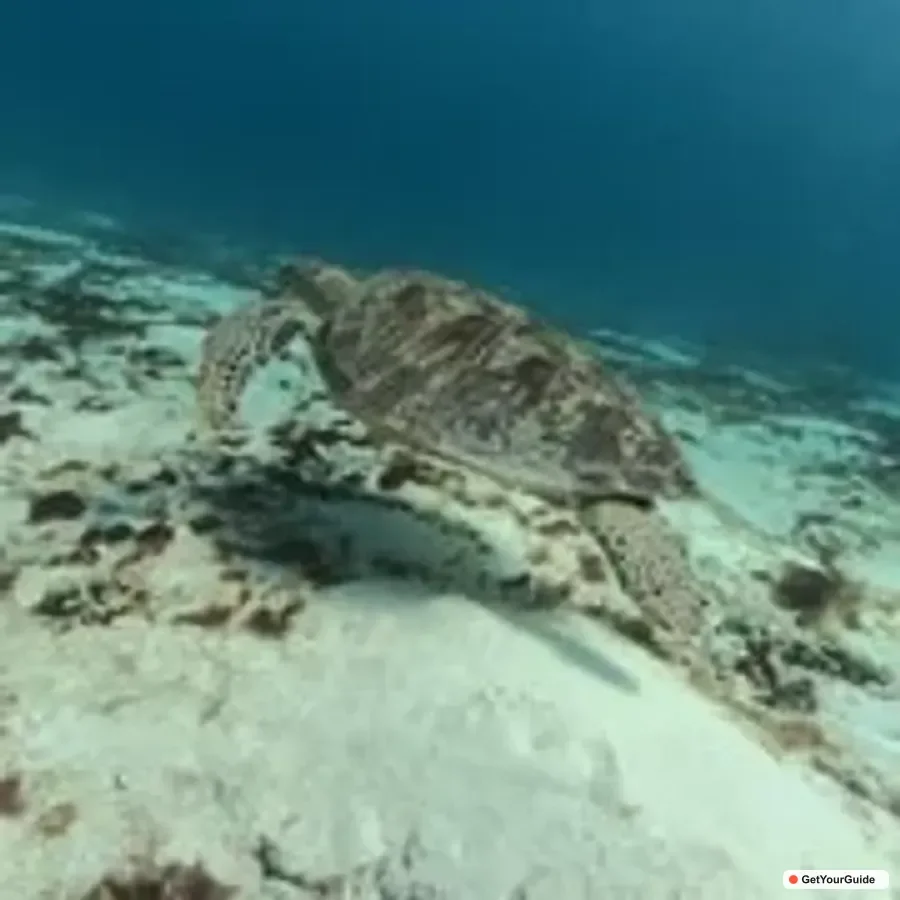 Balicasag Island Hopping & Dolphin Watching