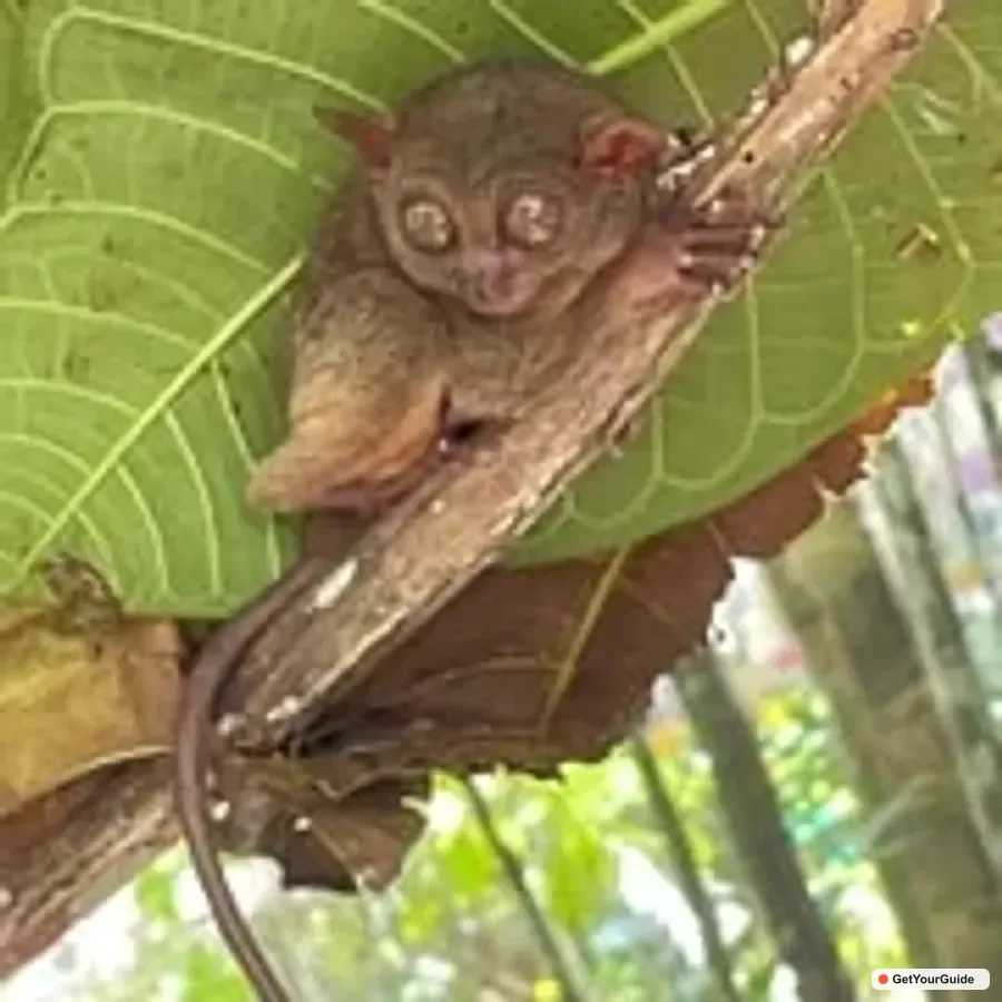 Budget Chocolate Hills & Tarsiers -Backpacker Special