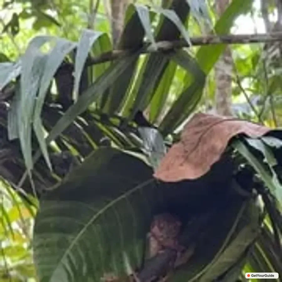 Budget Chocolate Hills & Tarsiers -Backpacker Special