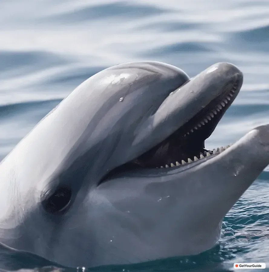 Panglao Island Hopping & Dolphin Watching Tour