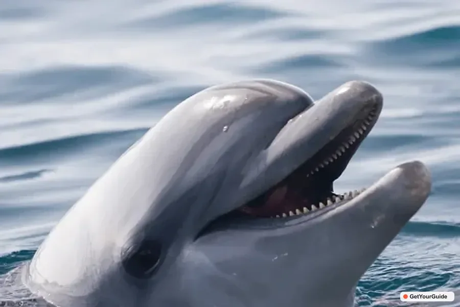 Panglao Island Hopping & Dolphin Watching Tour