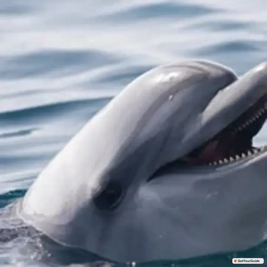 Panglao Island Hopping & Dolphin Watching Tour