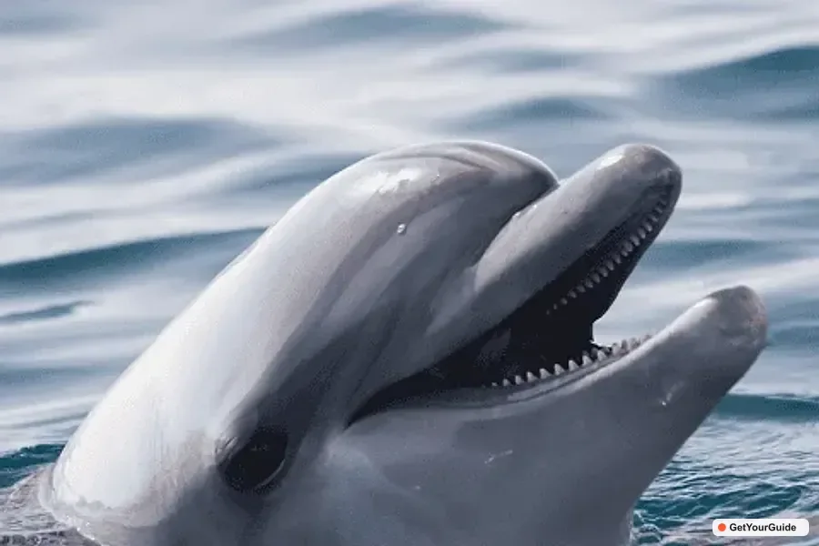 Panglao Island Hopping & Dolphin Watching Tour