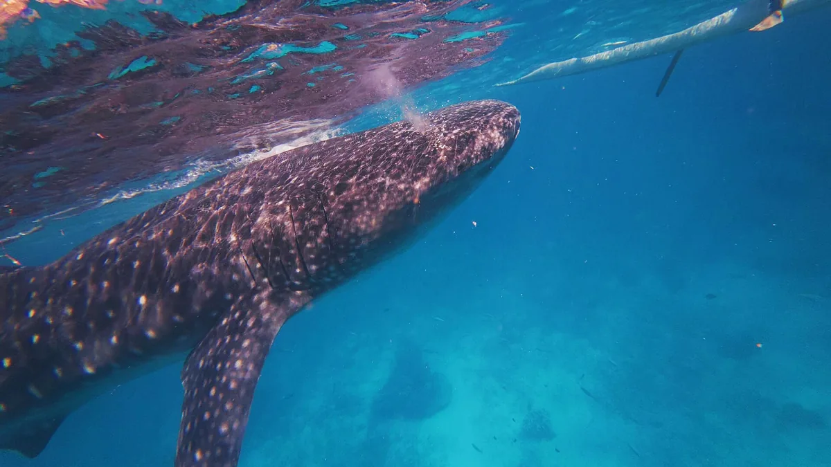 Philippines Whale Shark Donsol