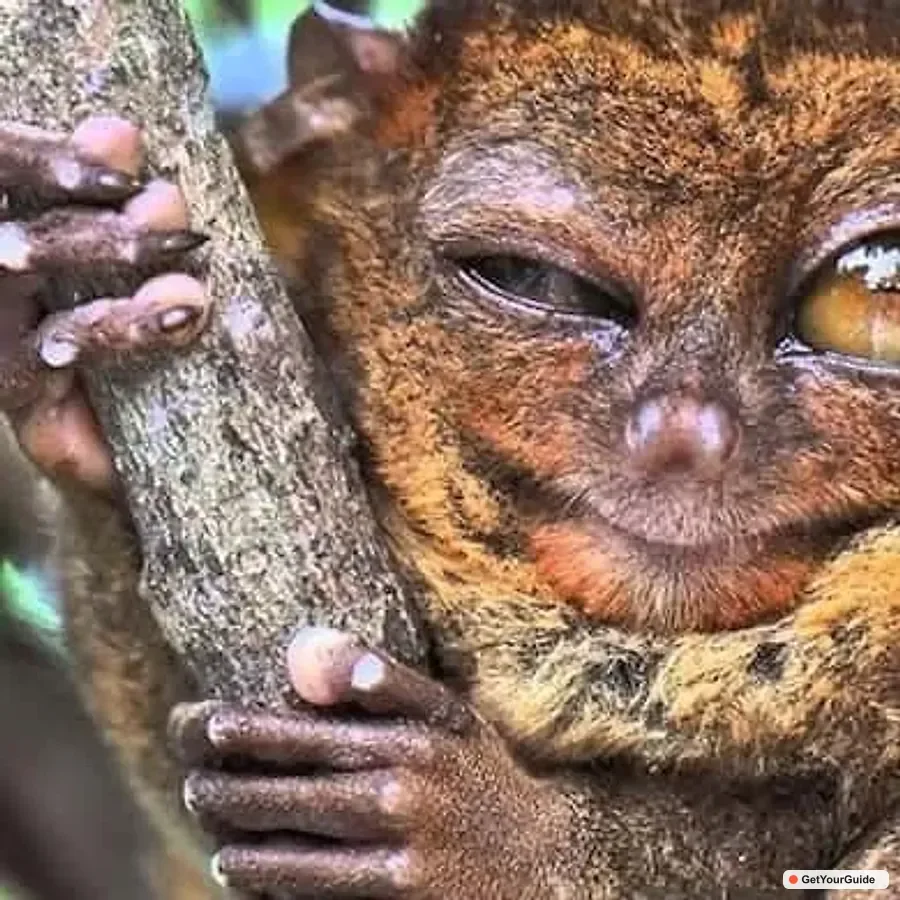 Premium Chocolate Hills, Tarsiers & River Experience
