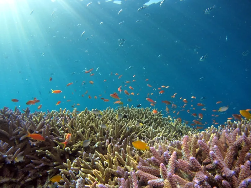Subic Bay — Wreck Diving & Jungle Zip-line