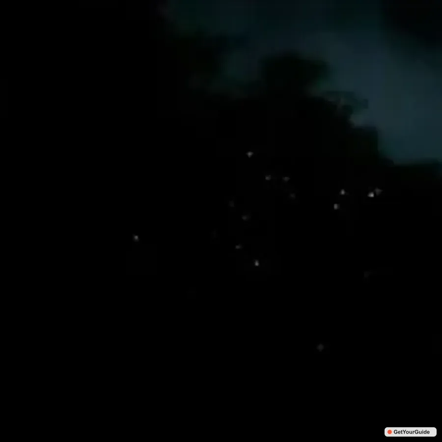 Firefly Watching Paddle Boat Tour & Dinner