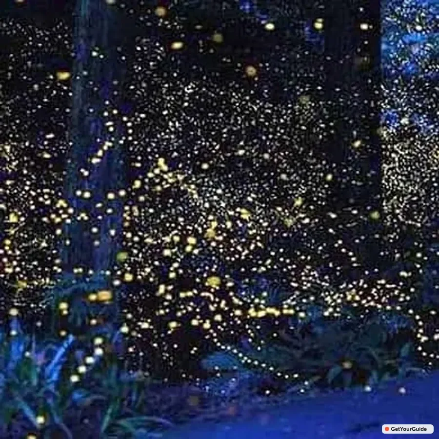 Puerto Princesa Firefly Watching & Seasonal Plankton Tour 1